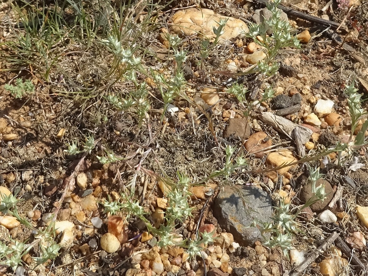 Logfia gallica (Asteraceae)